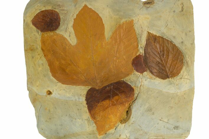 Stunning Double-Sided Fossil Leaf Plate - Montana #331841